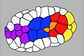 C.
                    elegans gastrulation Harrell Goldstein