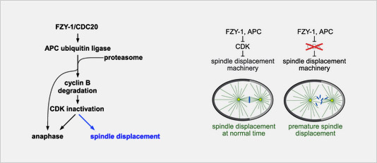 asymmetric spindle checkpoint