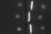 mitotic spindle
                    asymmetric cell cycle goldstein lab