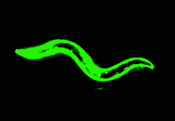 fluorescent GFP crawling C. elegans worm