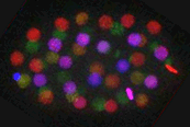 elegans embryo histone z series color
