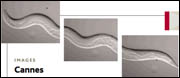 science sciencemag goldstein
elegans videos