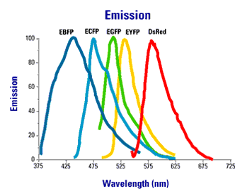 yfp emission