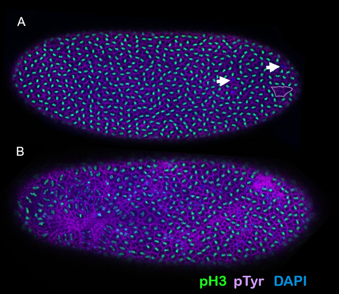 Embryos lacking Blm helicase