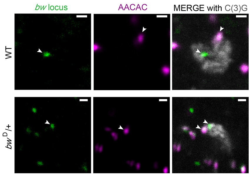 Centromere Effect