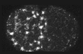 Munro Myosin par proteins
                              microtubules