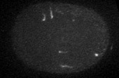 elegans
                            embryo actin comet piano velarde