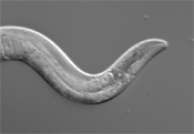 goldstein lab crawling C. elegans
                              worm